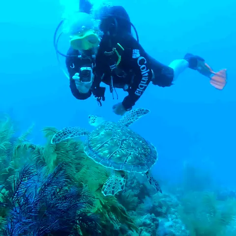 Una tortuga marina nada sobre abanicos de mar mientras un buzo la observa desde lejos